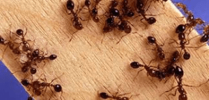 Désinsectisation des fourmis Paris 15