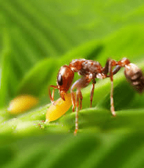 Désinsectisation des fourmis Paris 18 éme arrondissement
