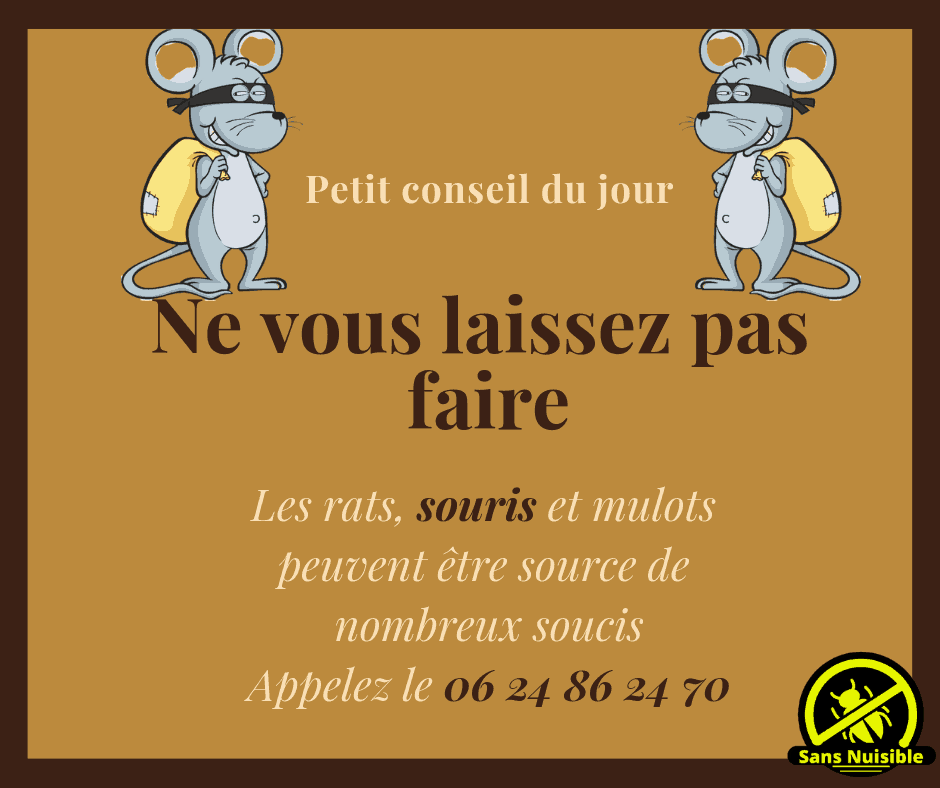 Dératisation à Créteil des rats et souris (94) - SOLUTY