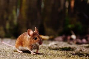 Dératisation et traitement des souris à Paris